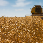 Conflit En Ukraine : Quel Impact Pour l'Agroalimentaire Français ?